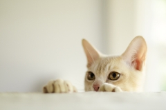 Burmese Cat and Kitten Photographer Melbourne