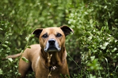 Staffy Dog Photographer Melbourne and Australia