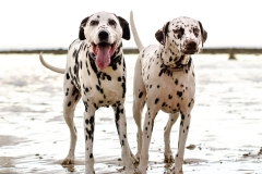 Dalmation dog photography Torquay