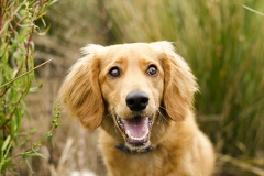 Groodle Dog Photographer Geelong Lara