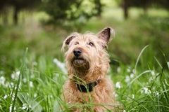 Irish Terrier Dog Photos Melbourne