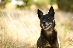 Kelpie Staffy Cross Dog Photographer Australia