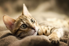 Melbourne Bengal Cat Photographer