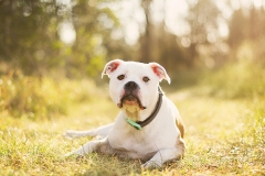 Melbourne Pet Cat and Dog Photographer001