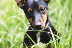 Mini foxie jack russell Chihuahua Dog Photographer Melbourne