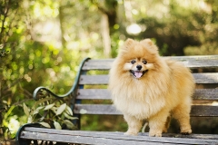 Pomeranian Melbourne Dog Photographer Templestowe