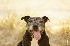 Staffy Melbourne Dog Photographer