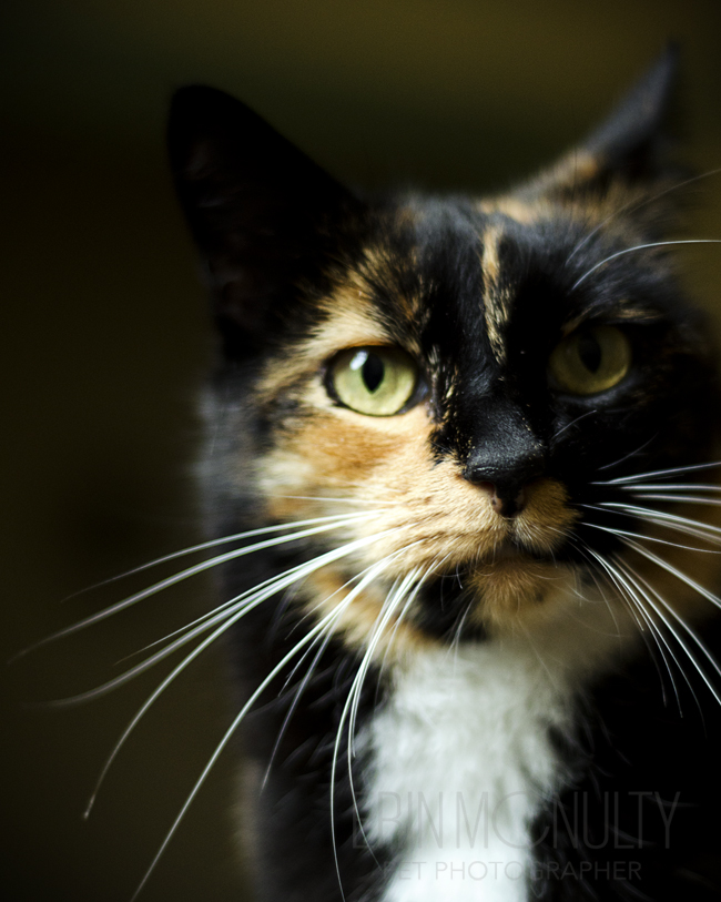 Cat Photography Melbourne