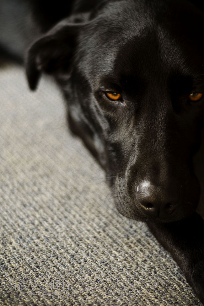 Lab Kelpie Melbourne Pet Photography