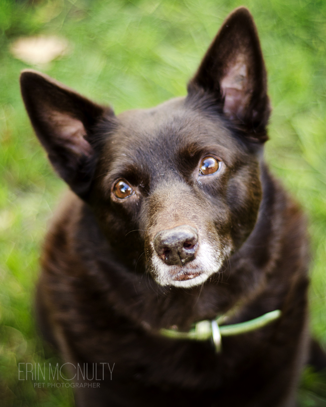 Red Kelpie Melbourne Pet photography