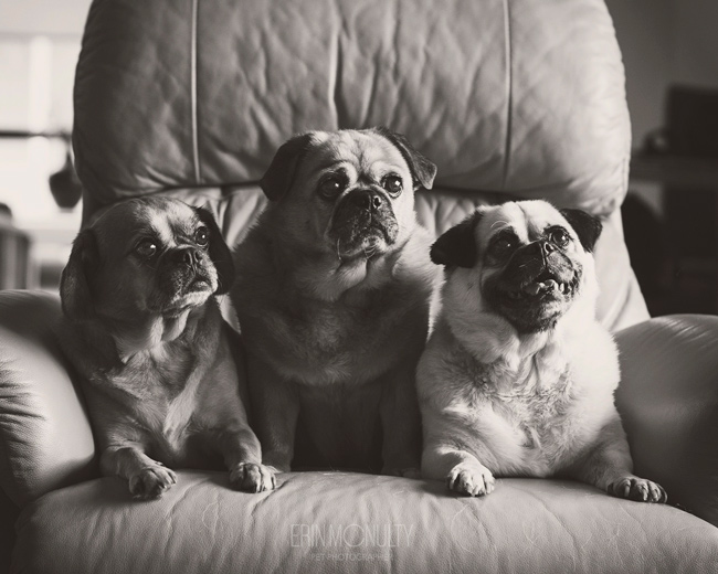 Three gorgeous pugs posing for their pet photography session in Melbourne