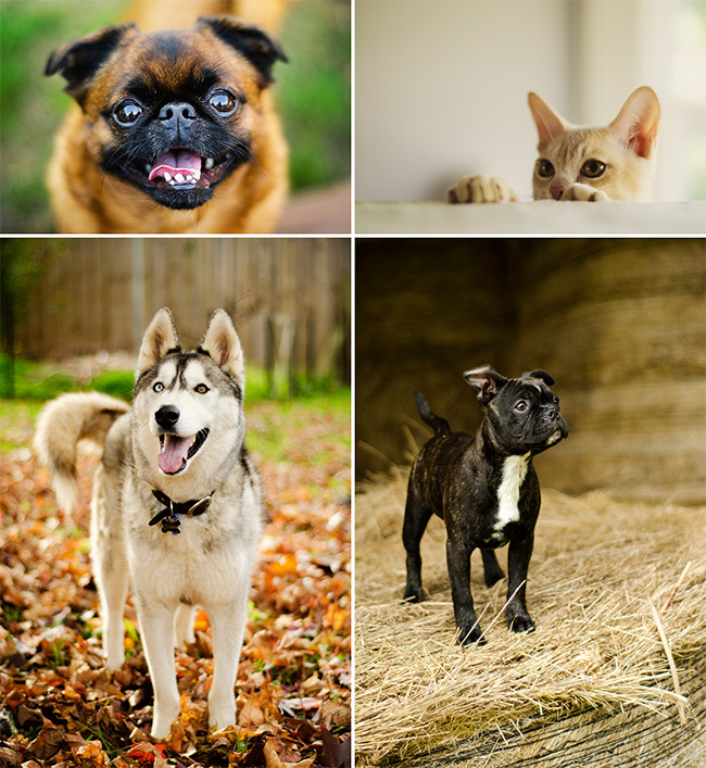 Melbourne-Pet-Photographer-Christmas-Vouchers