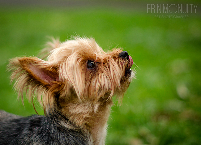 Noodle-Yorkie-Terrier-Melbourne-Dog-Photography