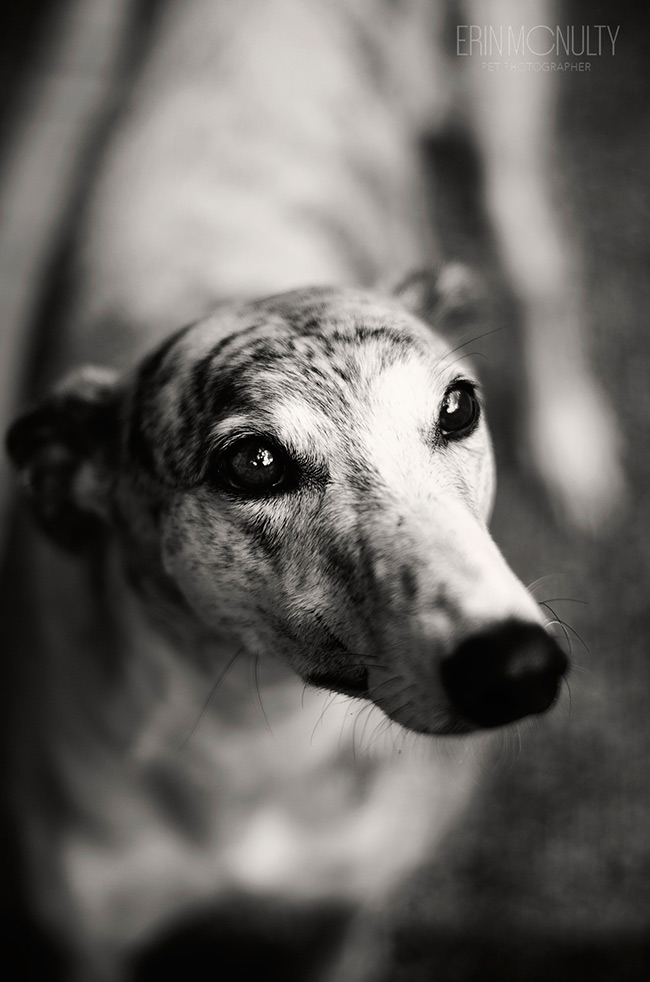 Rescue-Greyhound-Melbourne-Dog-Photography