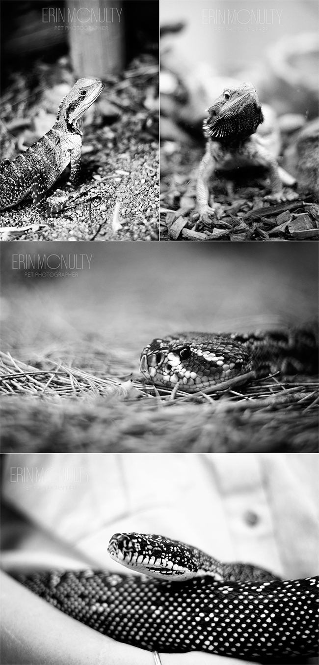 Taronga-Zoo-Lizards-and-Snakes-Photography