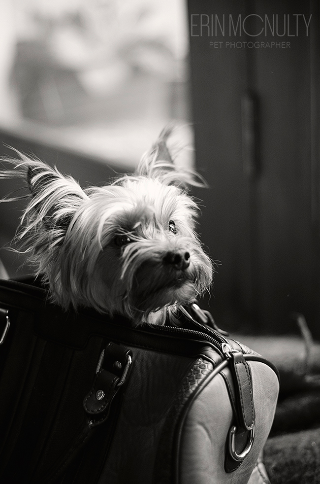 Yorkshire-Terrier-Melbourne-Pet-Photography