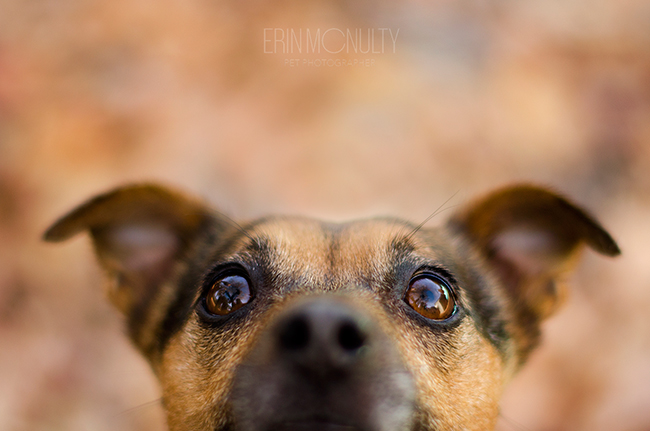 Dog-Photography-in-Melbourne