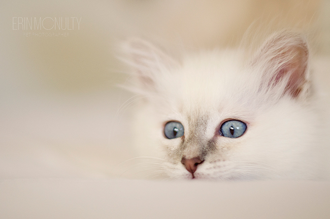 Birman-Ragdoll-Cross-Kitten-Melbourne