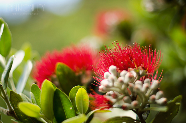 Pohutakawa-Tree