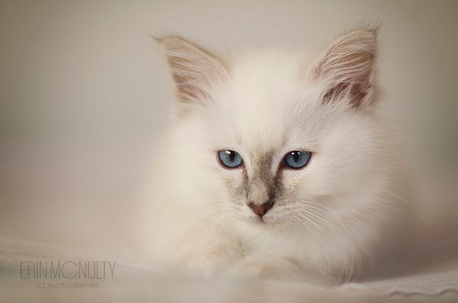 Burmese-Ragdoll-Cat-and-Kitten-Melbourne-Pet-Photography01