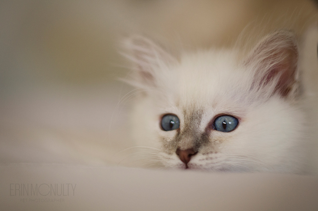 Burmese-Ragdoll-Cat-and-Kitten-Melbourne-Pet-Photography02