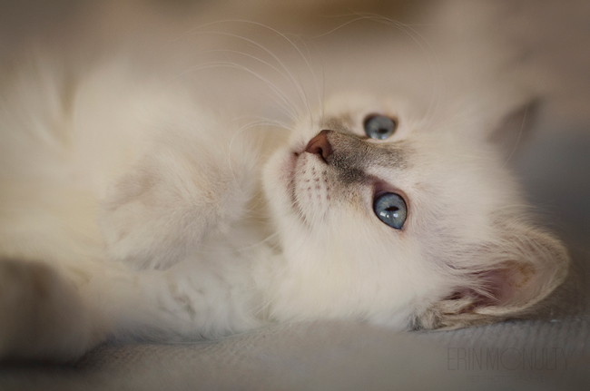 Burmese-Ragdoll-Cat-and-Kitten-Melbourne-Pet-Photography03