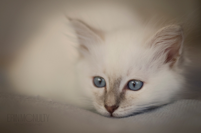 Burmese-Ragdoll-Cat-and-Kitten-Melbourne-Pet-Photography04