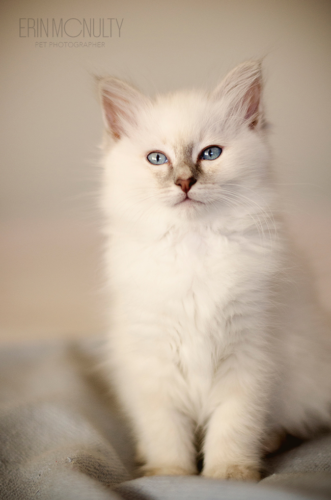 Burmese-Ragdoll-Cat-and-Kitten-Melbourne-Pet-Photography05