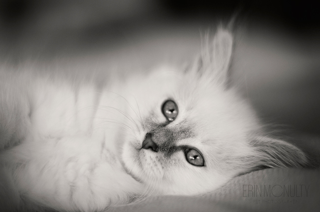 Burmese-Ragdoll-Cat-and-Kitten-Melbourne-Pet-Photography06