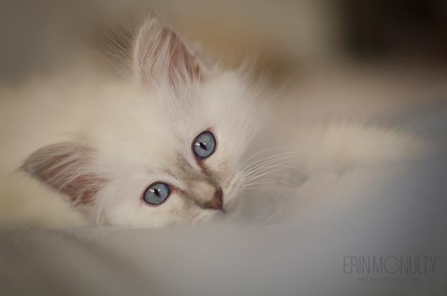 Burmese-Ragdoll-Cat-and-Kitten-Melbourne-Pet-Photography07