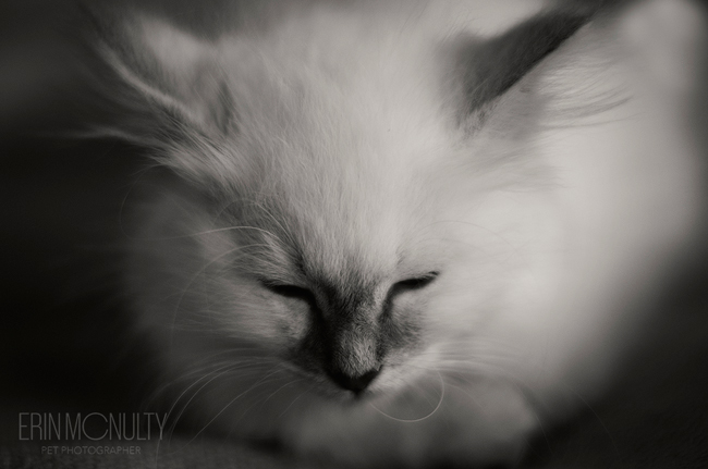 Burmese-Ragdoll-Cat-and-Kitten-Melbourne-Pet-Photography08