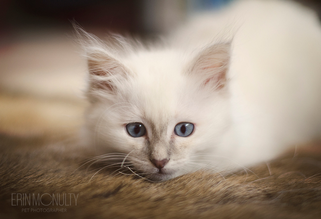Burmese-Ragdoll-Cat-and-Kitten-Melbourne-Pet-Photography09