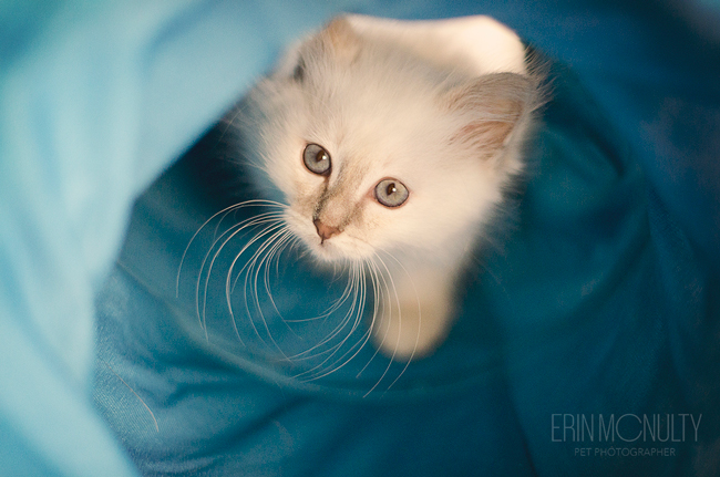 Burmese-Ragdoll-Cat-and-Kitten-Melbourne-Pet-Photography11