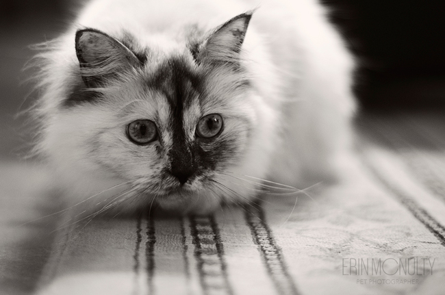 Burmese-Ragdoll-Cat-and-Kitten-Melbourne-Pet-Photography12