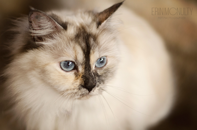 Burmese-Ragdoll-Cat-and-Kitten-Melbourne-Pet-Photography13