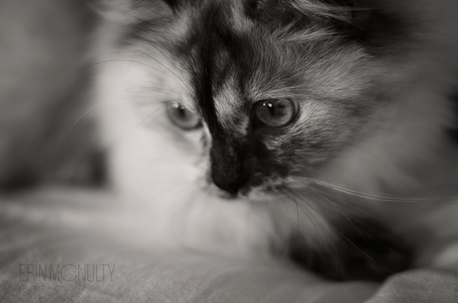 Burmese-Ragdoll-Cat-and-Kitten-Melbourne-Pet-Photography14