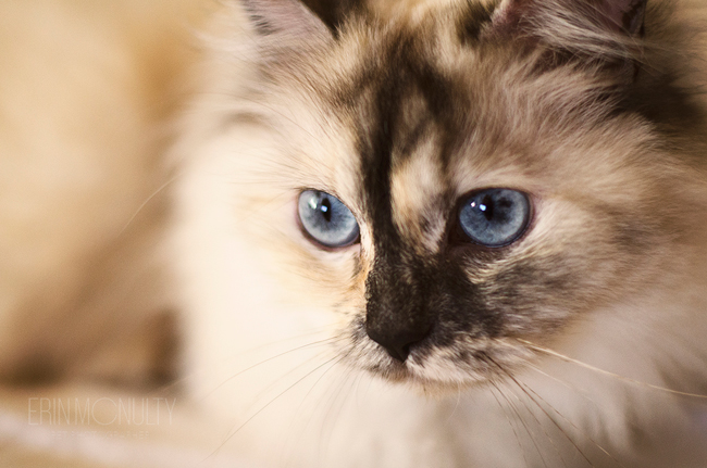Burmese-Ragdoll-Cat-and-Kitten-Melbourne-Pet-Photography15