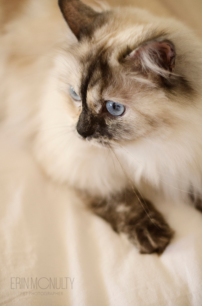 Burmese-Ragdoll-Cat-and-Kitten-Melbourne-Pet-Photography16