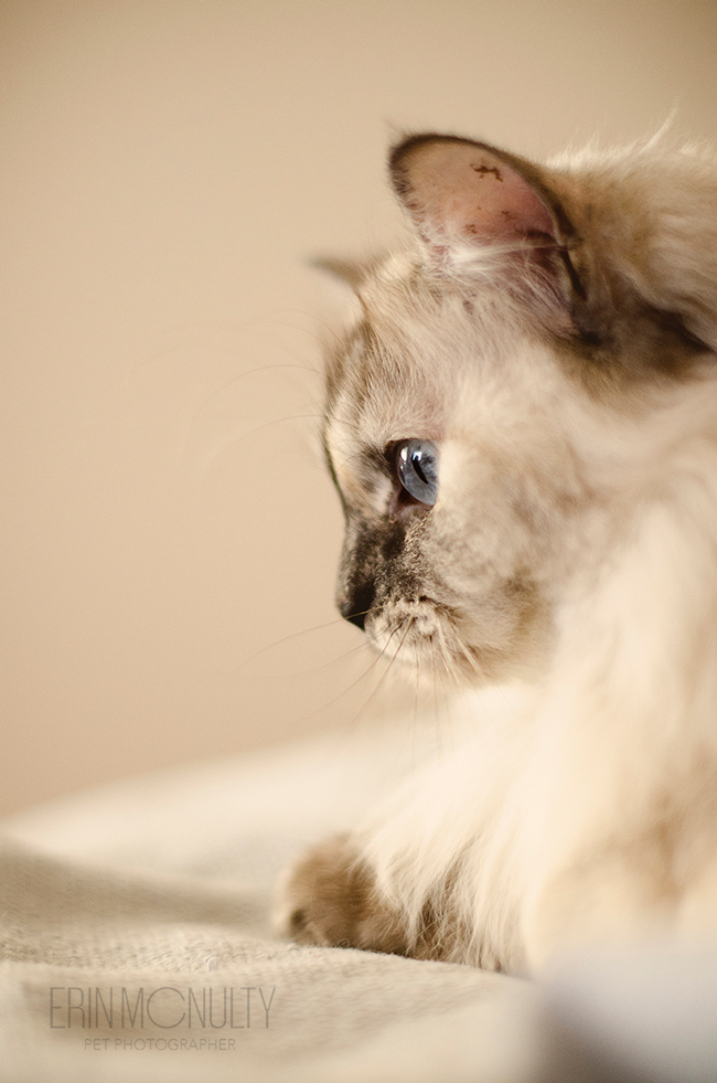 Burmese-Ragdoll-Cat-and-Kitten-Melbourne-Pet-Photography17