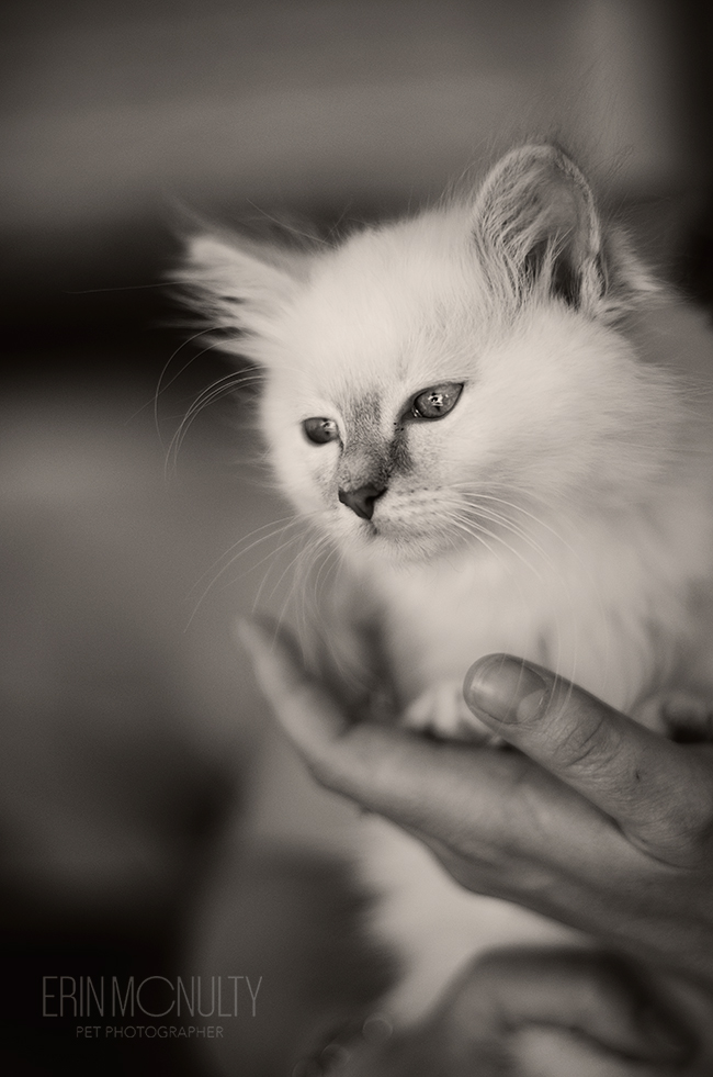 Burmese-Ragdoll-Cat-and-Kitten-Melbourne-Pet-Photography18