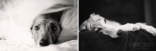 Melbourne-Greyhound-and-Pet-Photography-Prints