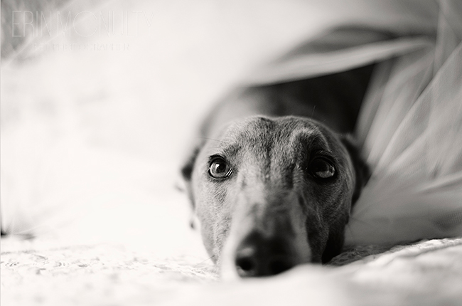 Melbourne Greyhound and Pet Photography01