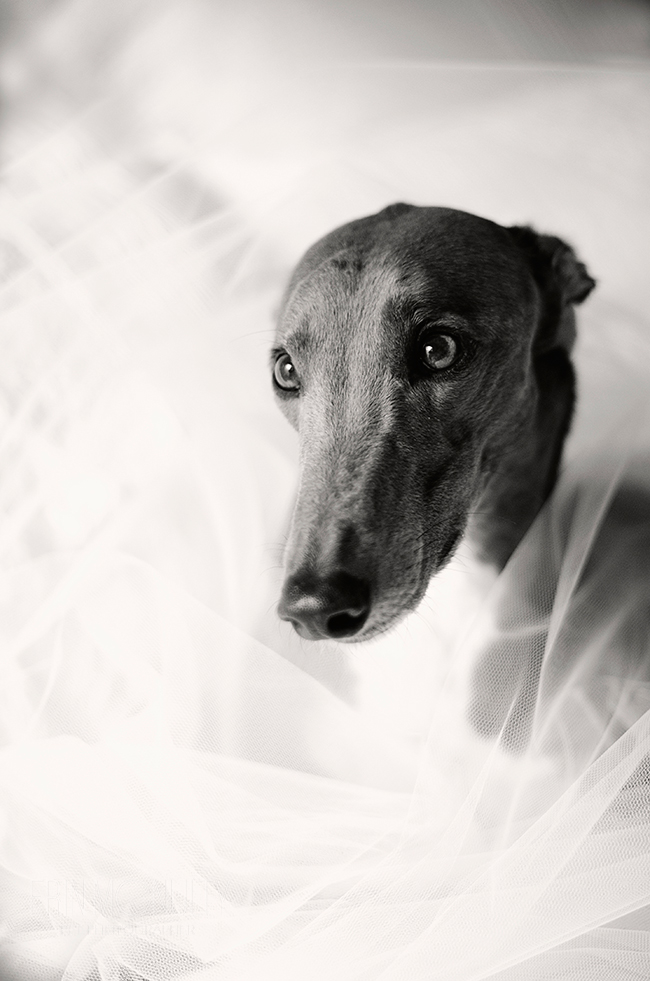 Melbourne Greyhound and Pet Photography02