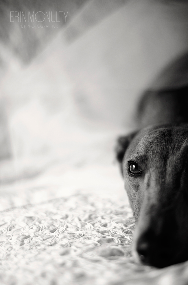 Melbourne Greyhound and Pet Photography03