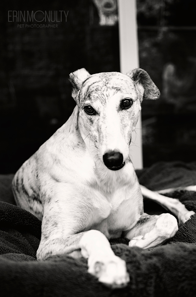 Melbourne Greyhound and Pet Photography05