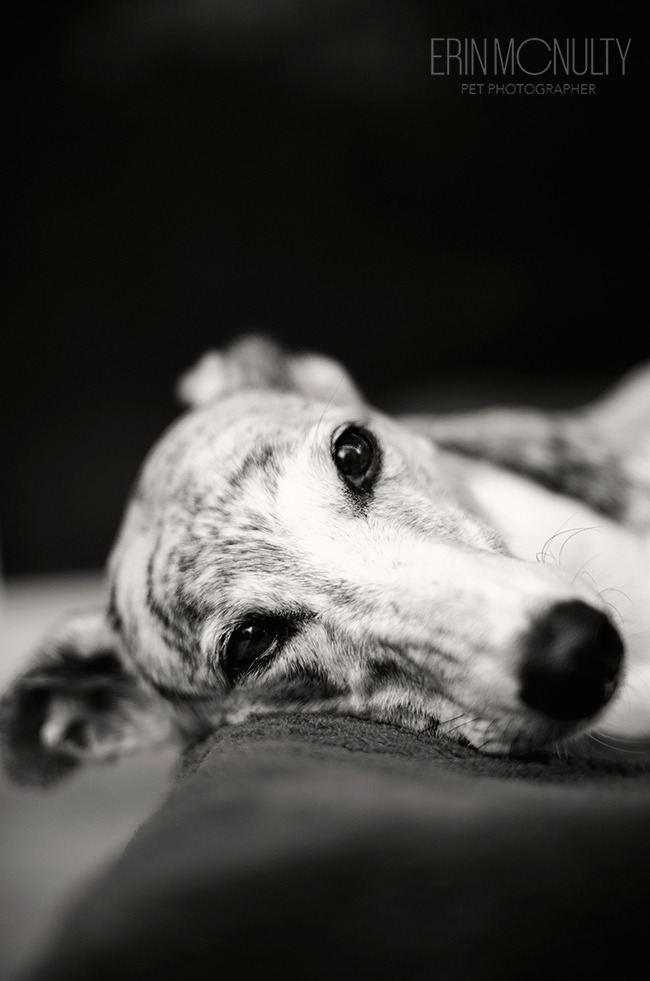Melbourne Greyhound and Pet Photography06