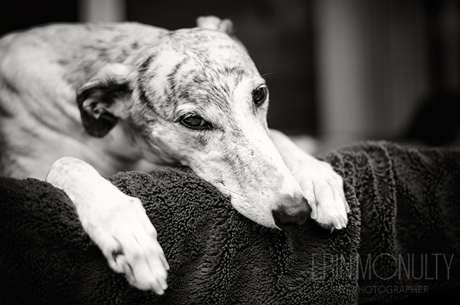 Melbourne Greyhound and Pet Photography07