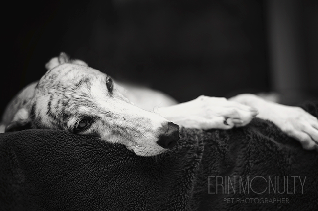 Melbourne Greyhound and Pet Photography08