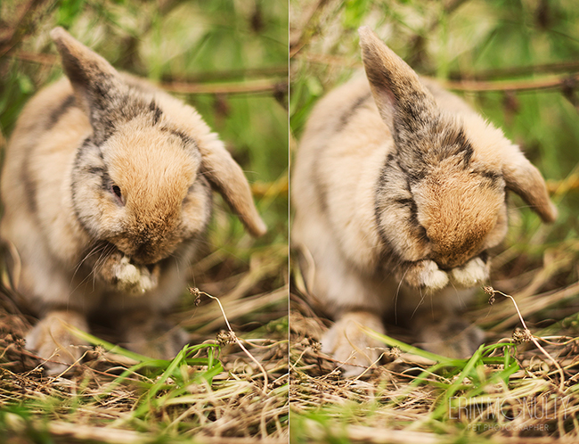 Rupert the Rabbit hops around Melbourne01