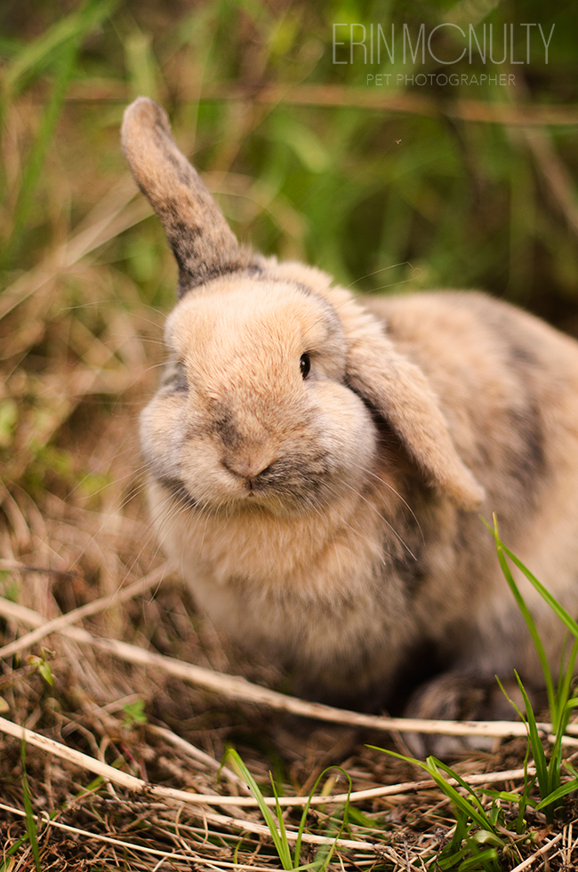 Rupert the Rabbit hops around Melbourne02